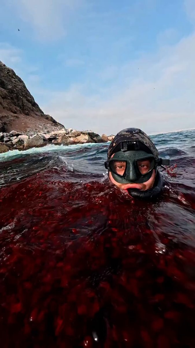 lobster in ocean diving mask