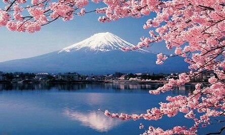 Mount Fuji Japan cherry blossoms (photo 4 of 4)