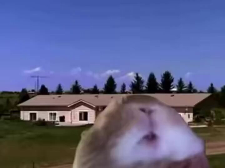 guinea pig face close up