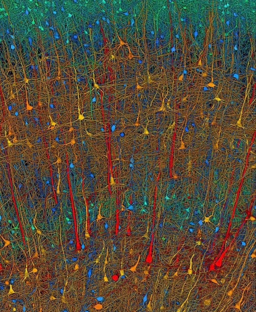 brain tissue at nanoscale resolution (photo 4 of 4)