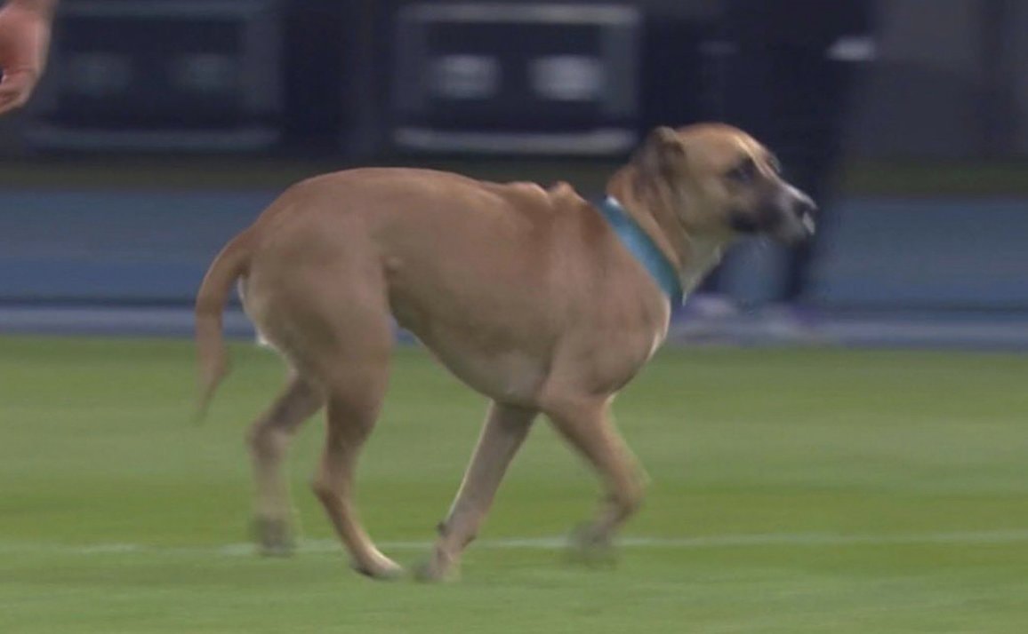 Dog runs onto field during Scotland match Dog runs onto field during Scotland match