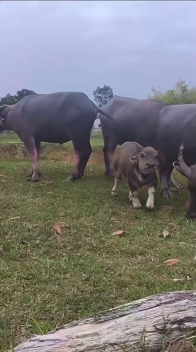 Baby water buffalo cuteness