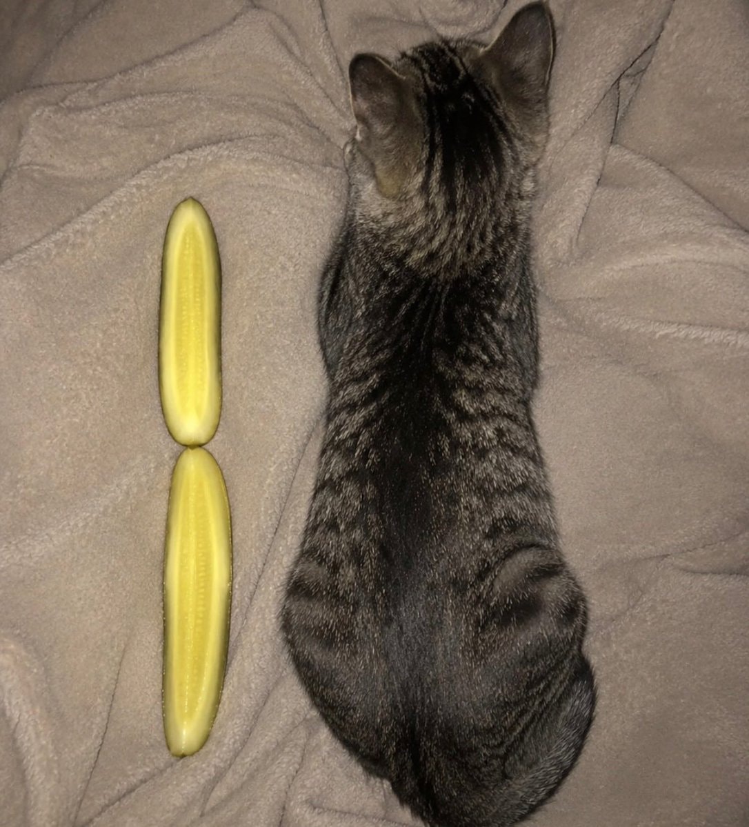tiny tabby kitten and pickle (photo 2 of 3)