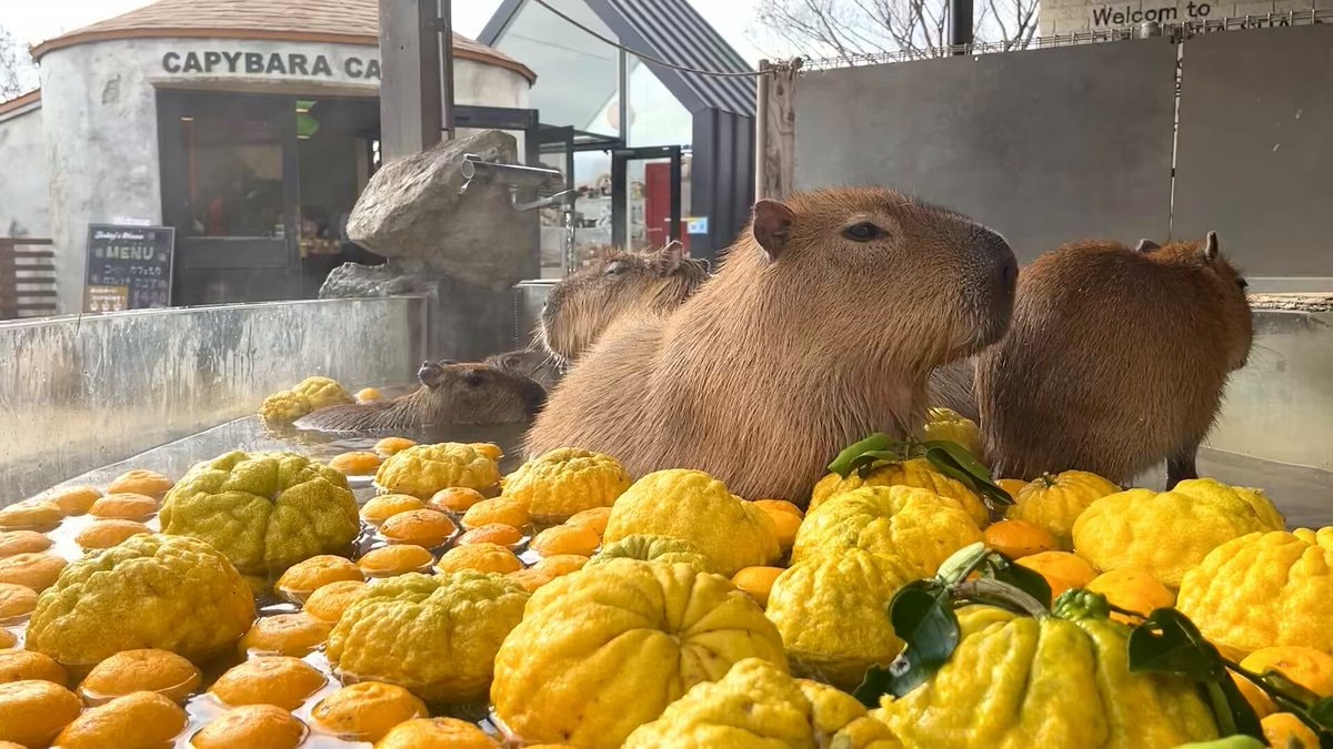 Capybaras yuzu bath relaxing 🥹