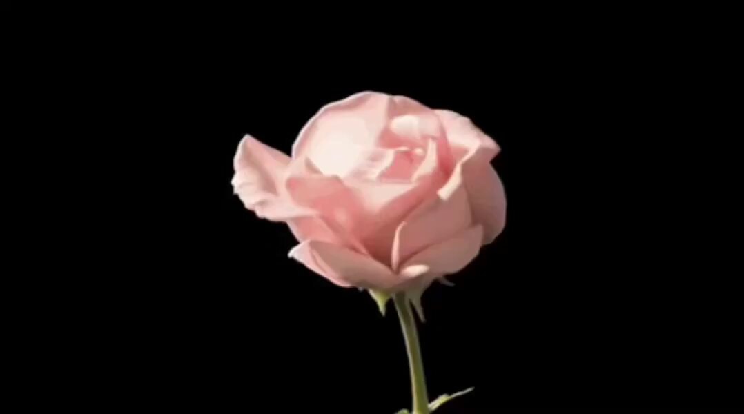 Pink rose on black background