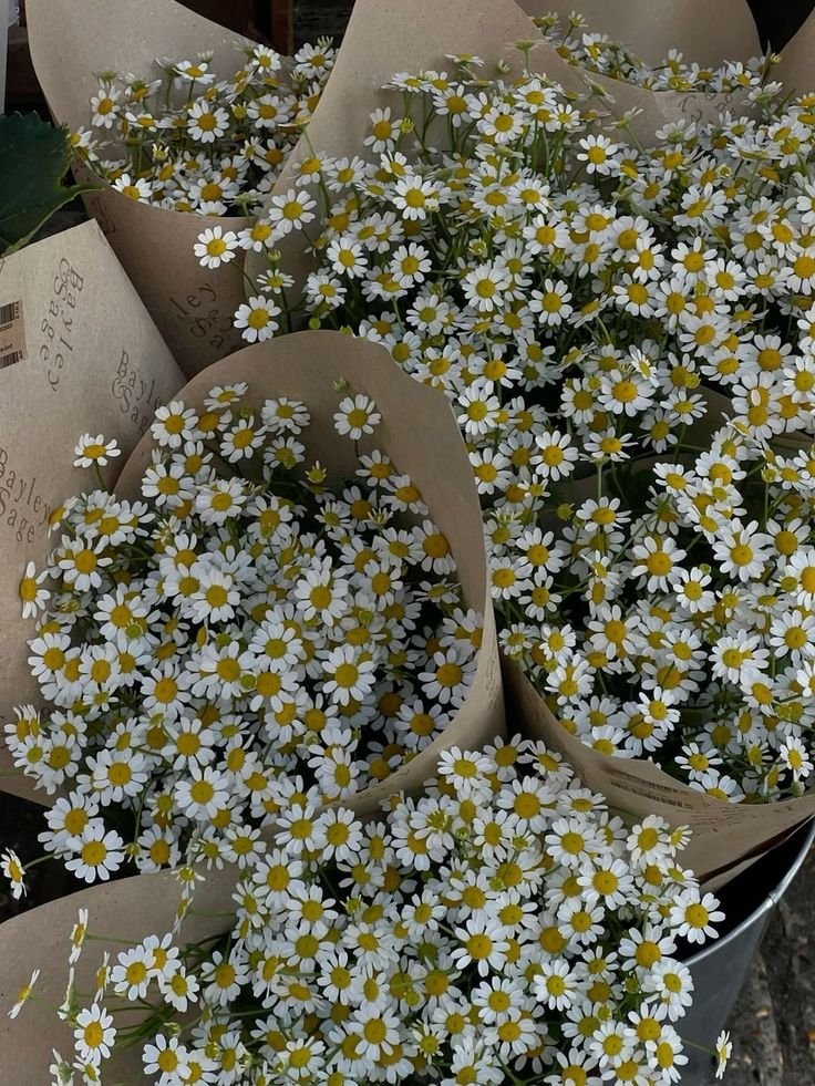 White daisies in brown paper wrap (photo 2 of 4)
