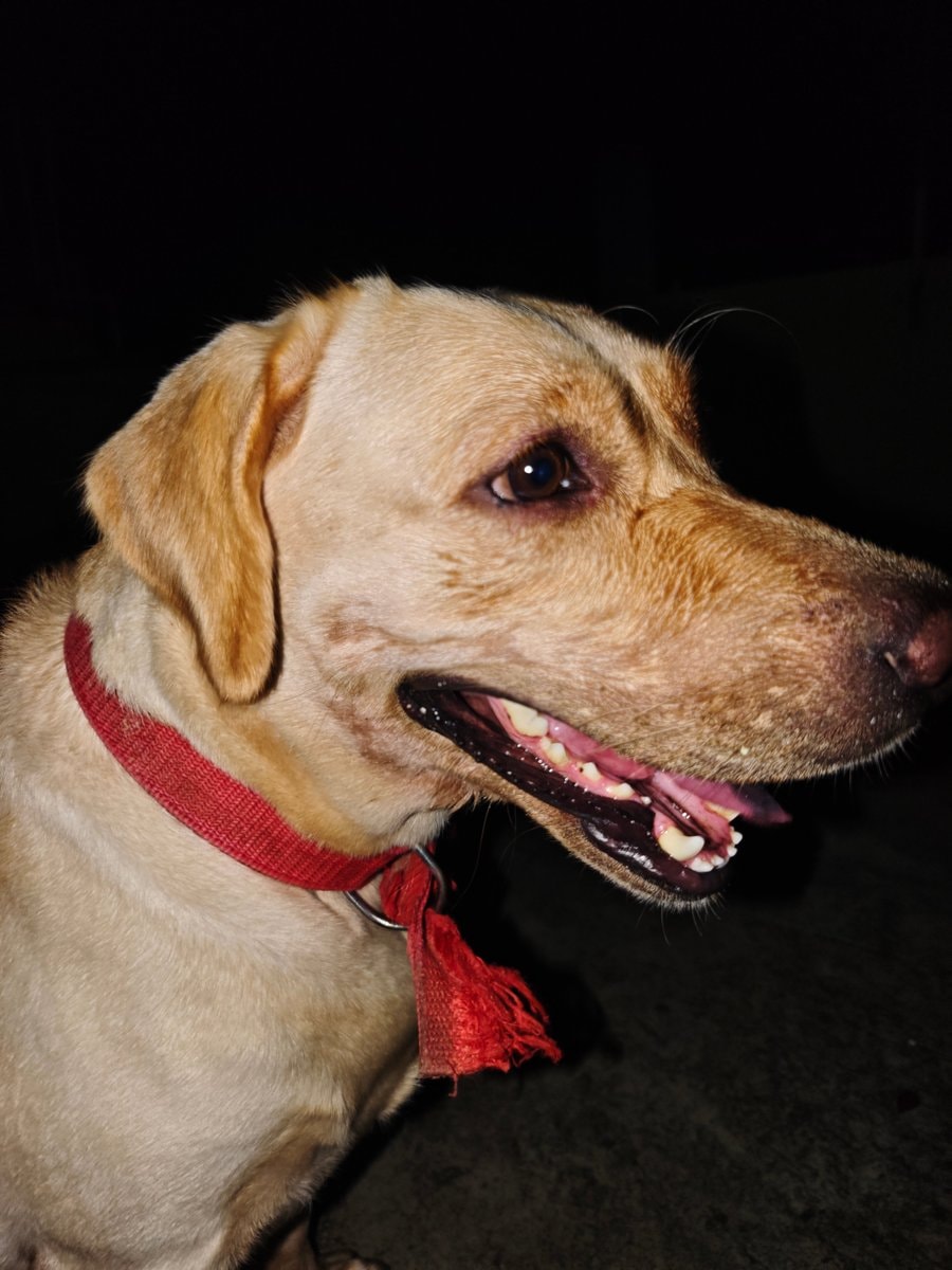 Golden labrador night moment