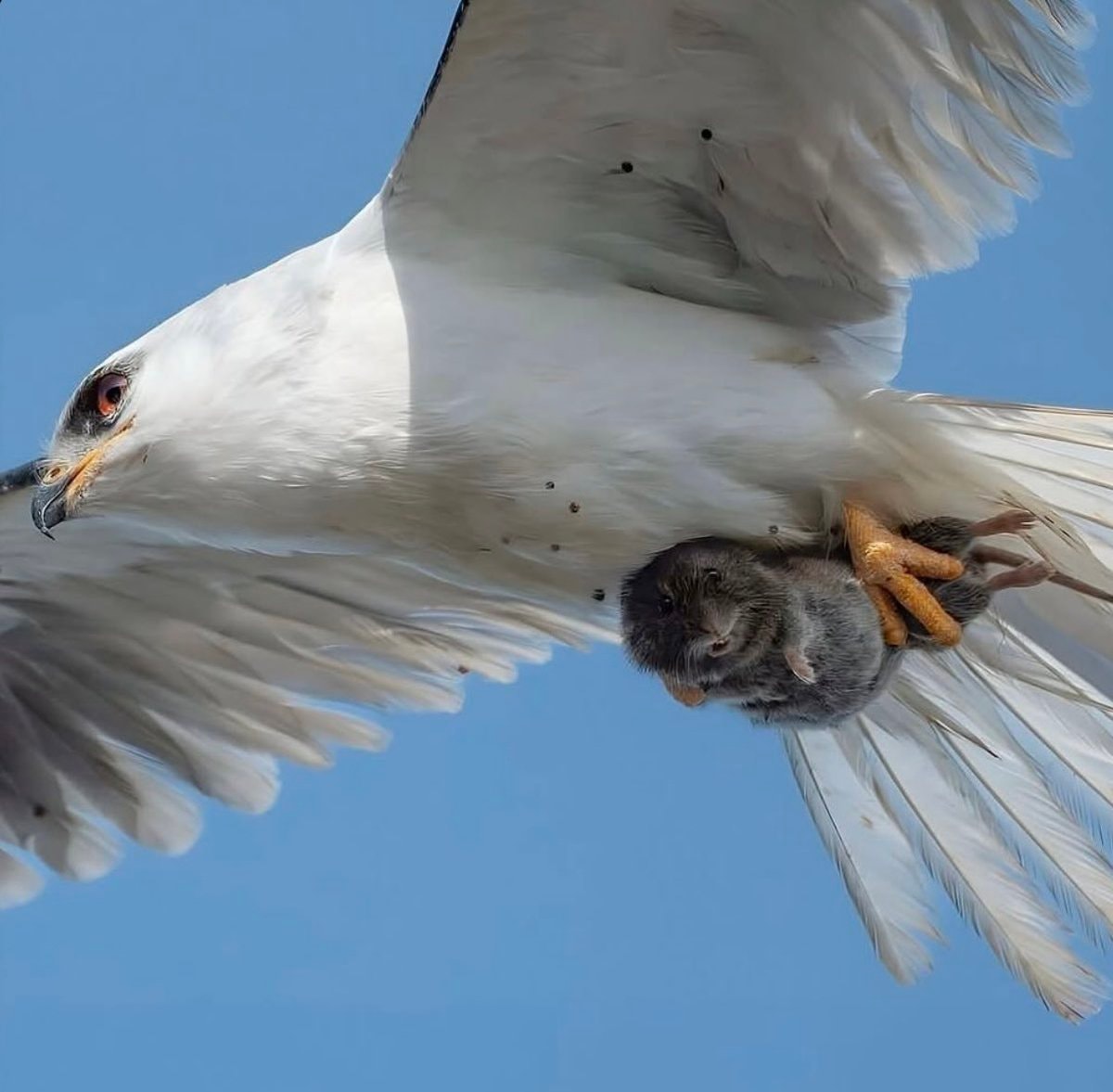 White hawk predation moment