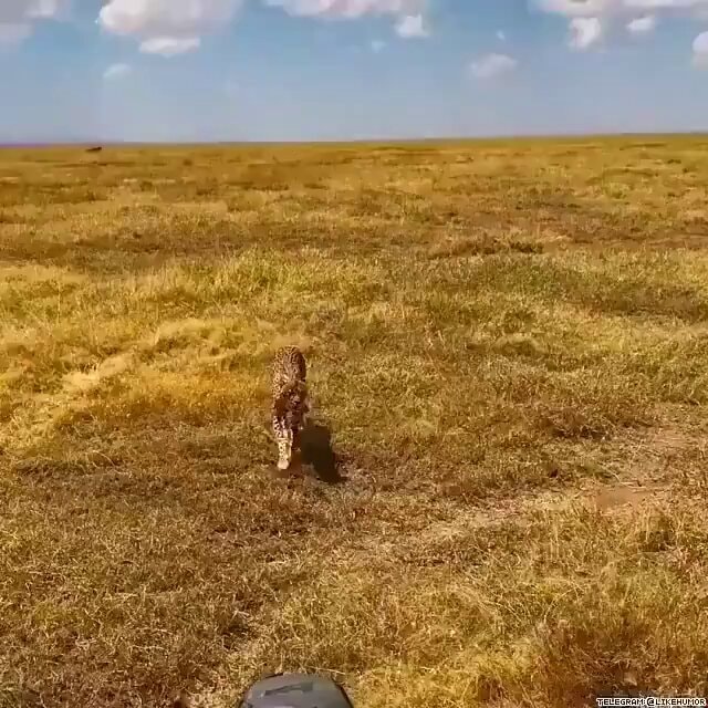 Pregnant cheetah seeking shade