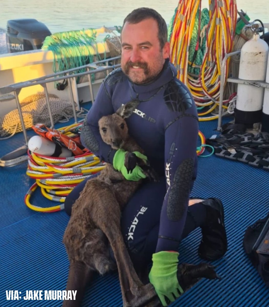 Kangaroo rescued 3 km out at sea
