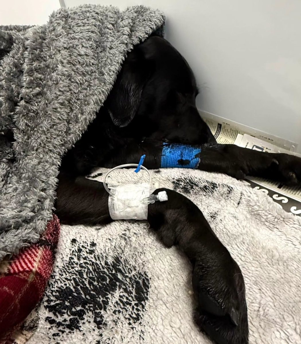 Tokyo dog rescue Ben Nevis (photo 2 of 2) Tokyo dog rescue Ben Nevis (photo 2 of 2)