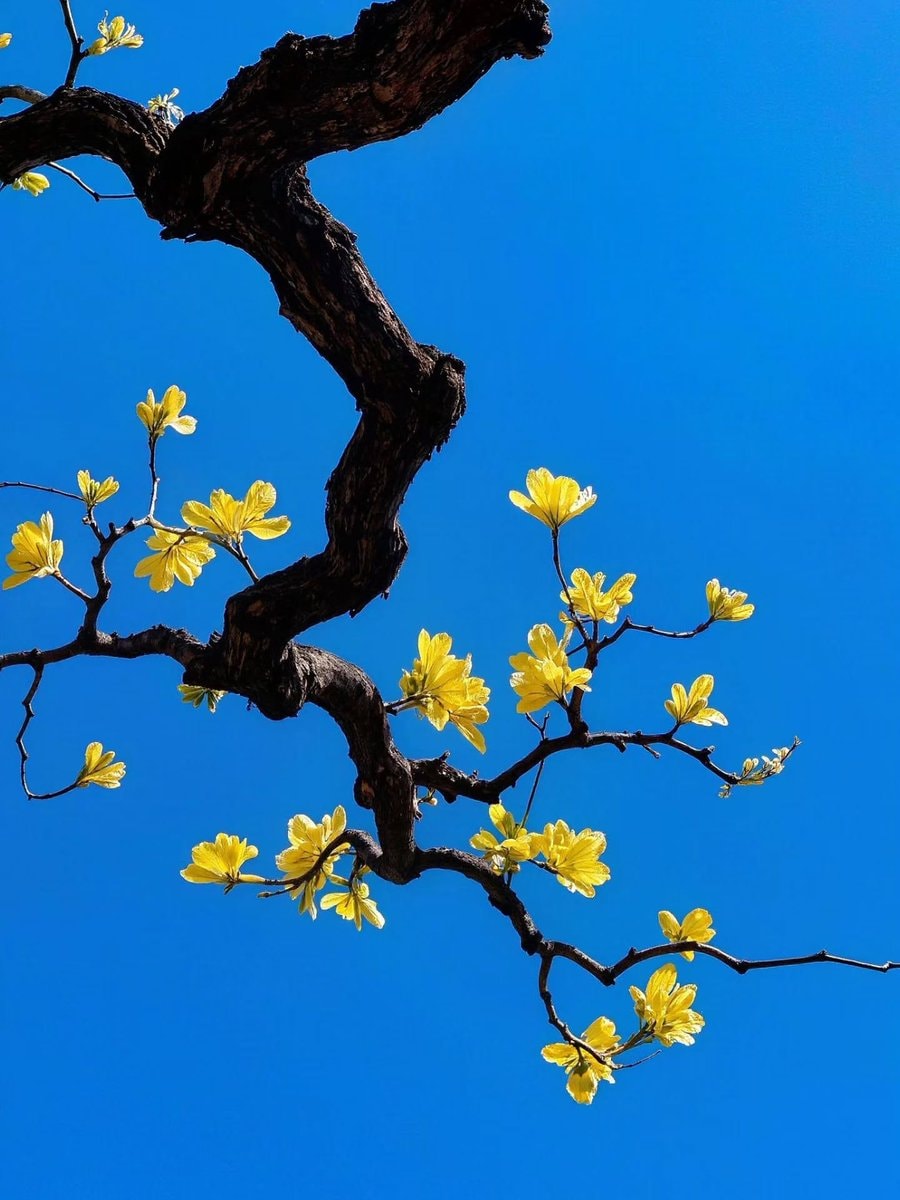 gnarled branch with yellow flowers (photo 2 of 3)