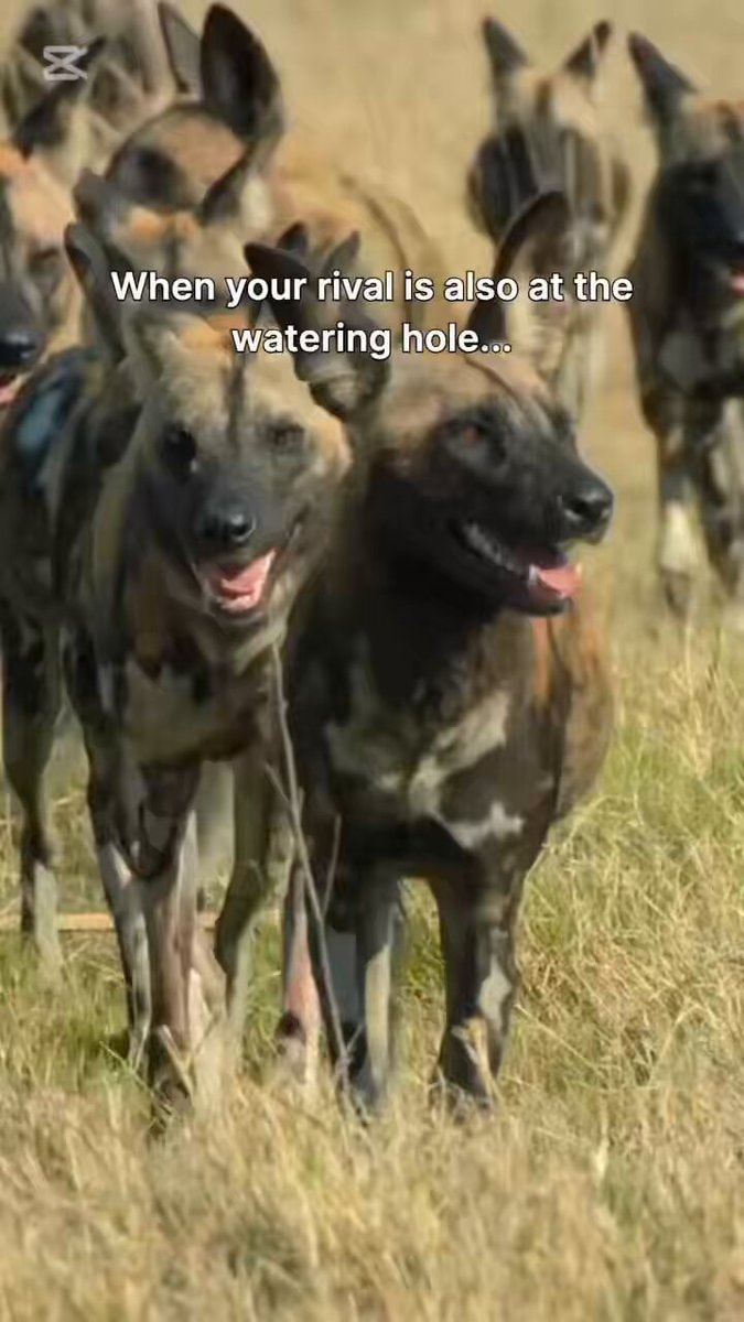 African wild dogs on the savanna