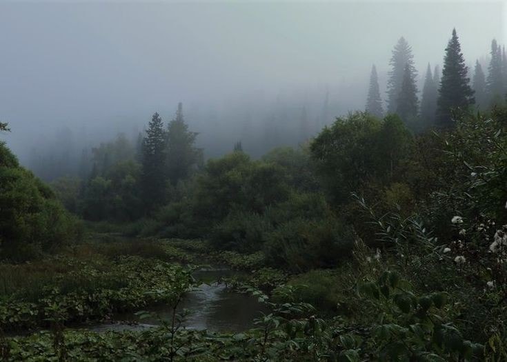 Peaceful forest foggy morning (photo 4 of 4)