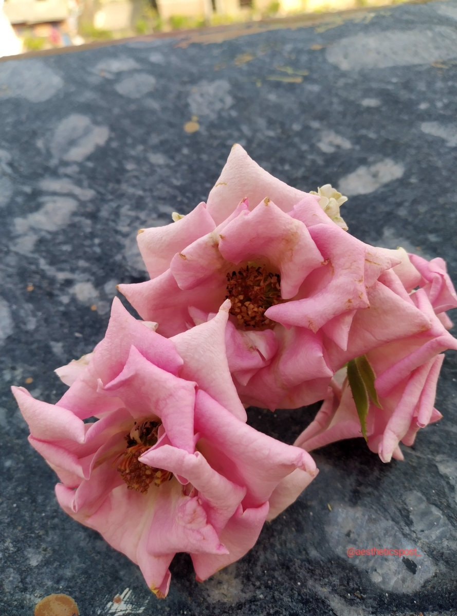 Wilting pink roses