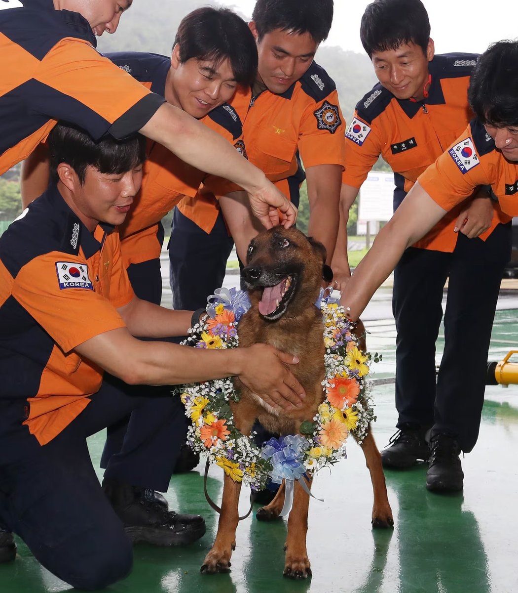 Chungseong rescue dog retirement (photo 2 of 2)