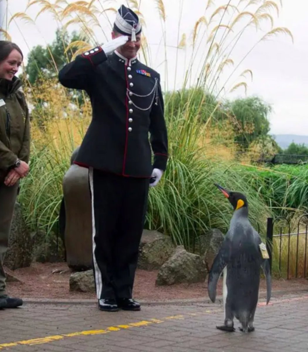 Sir Nils Olav III Edinburgh Zoo (photo 2 of 2)