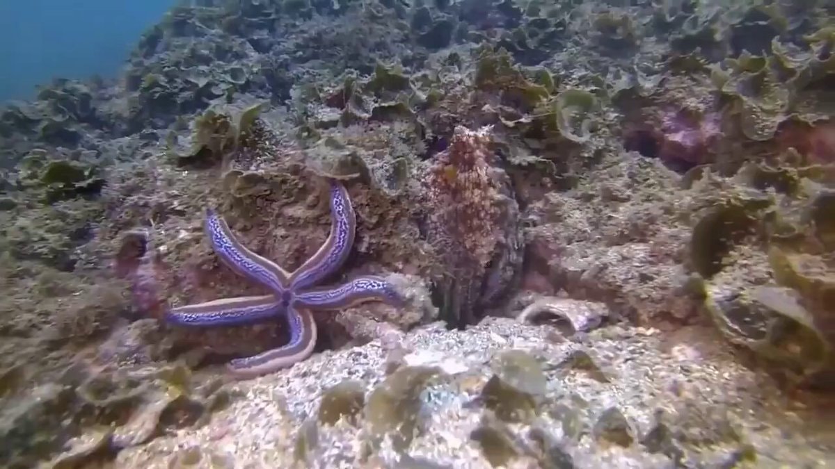 Octopus punches fish