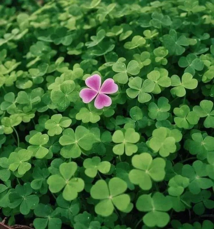 4 leaf clover good luck (photo 2 of 2)