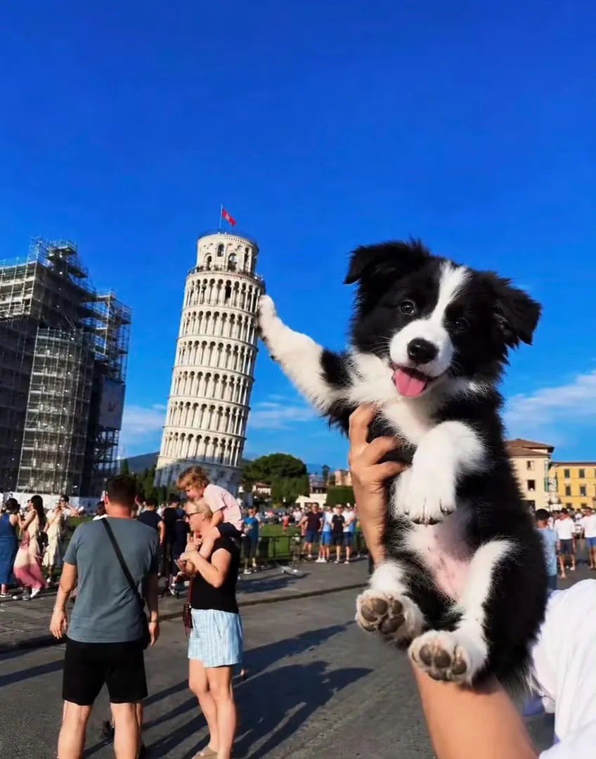 border collie puppy at Pisa border collie puppy at Pisa