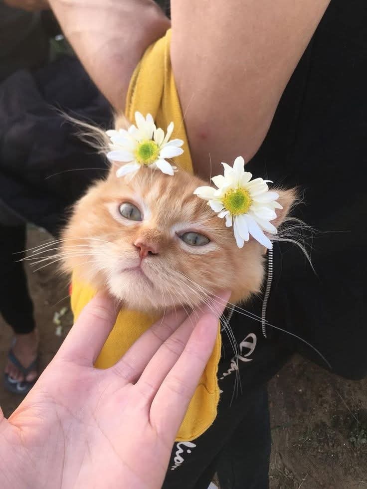 cat with daisies