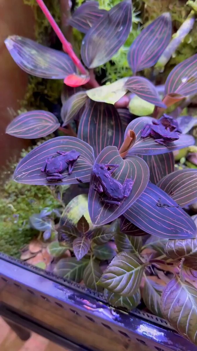 purple pink toads Atelopus barbotini
