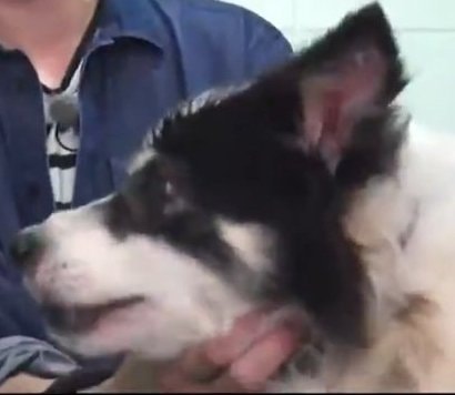 LOVE みんなのどうぶつ園 dog special (photo 3 of 4)