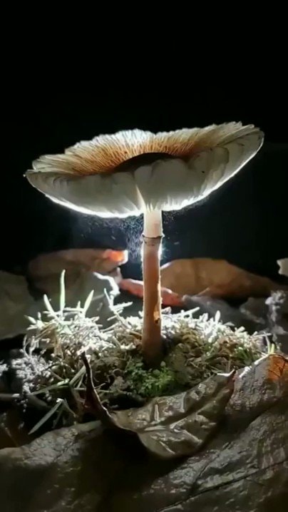 Mushroom releasing microscopic spores at night