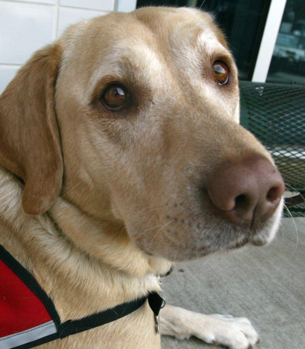 India dog cancer detection