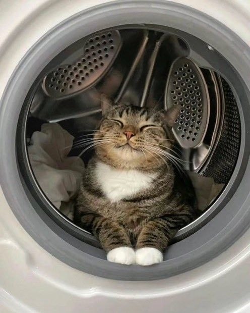 tabby cat washing machine nap