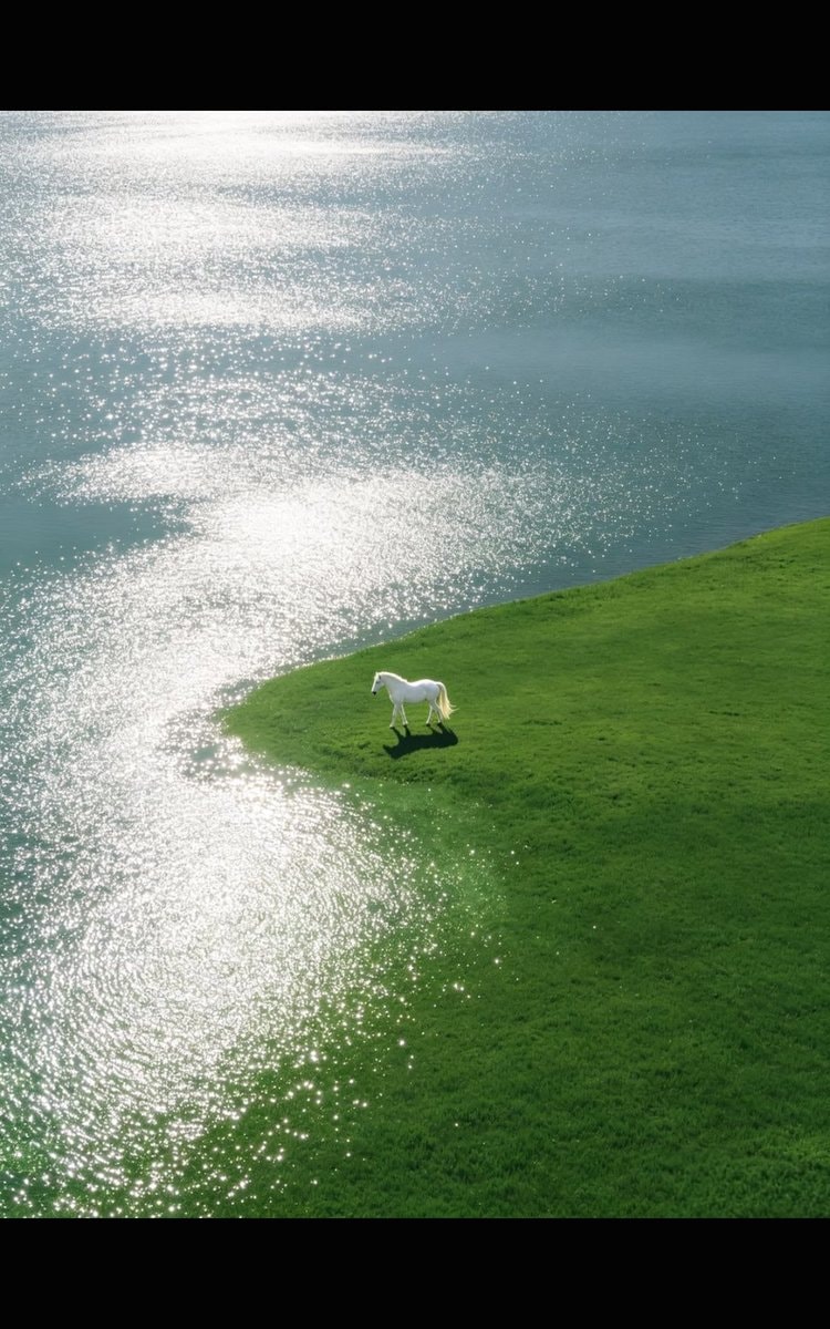 white horse by lake (photo 2 of 2)