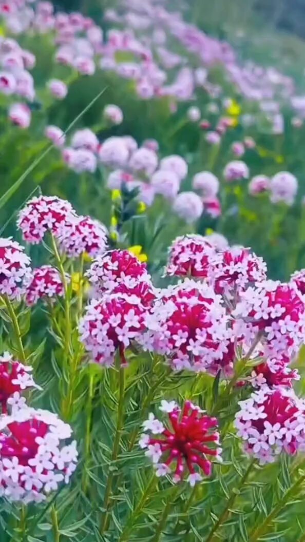 Pink and white flowers field