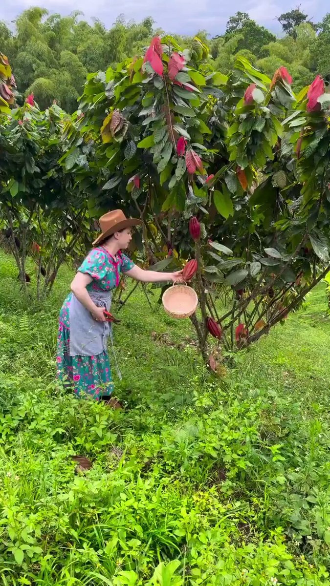 cocoa becoming chocolate process
