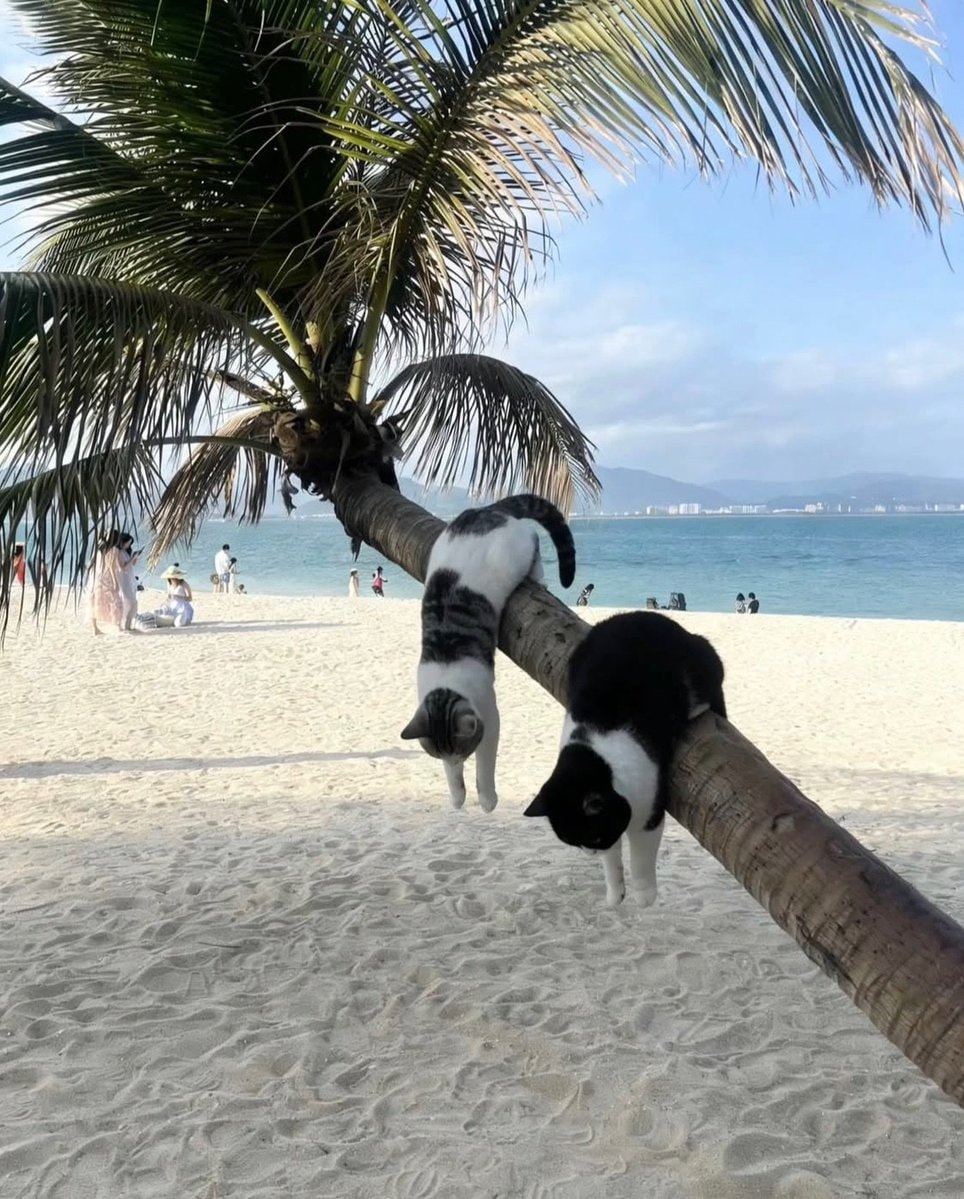 cats hanging from palm tree cats hanging from palm tree