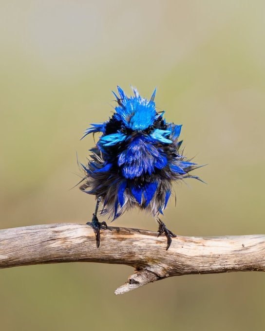 Splendid fairywren in rain (photo 2 of 2)