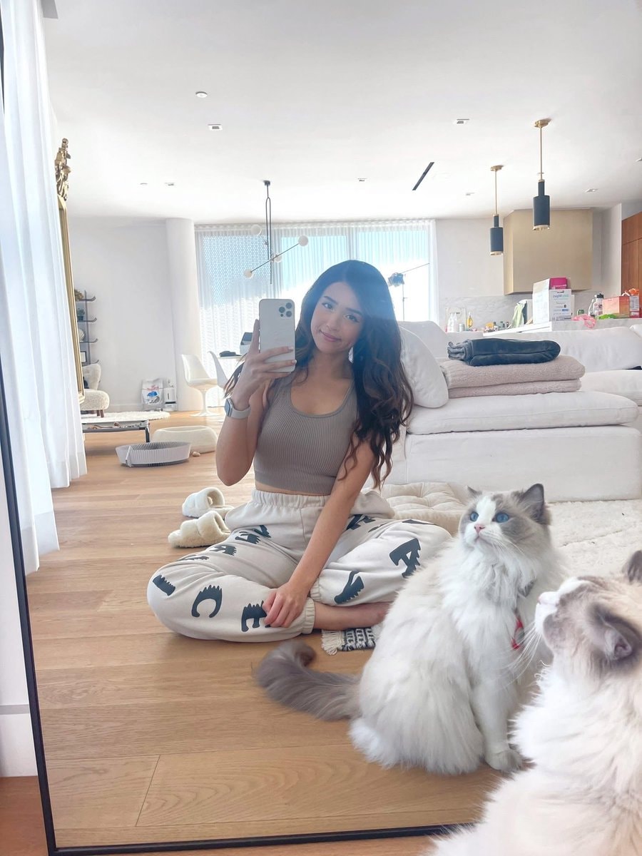 pokimane mimi cat
