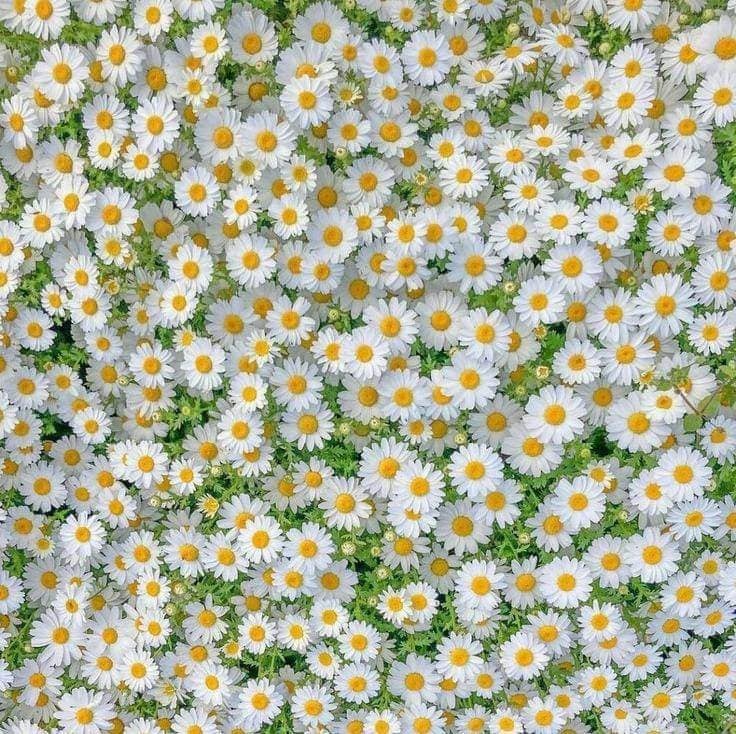 daisy field (photo 2 of 2)