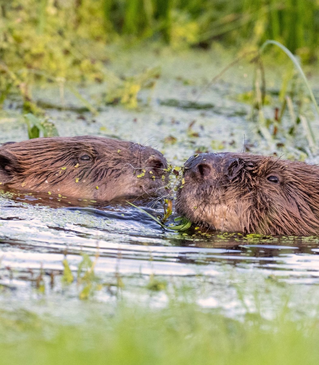 Two beavers build 115 foot dam England Two beavers build 115 foot dam England
