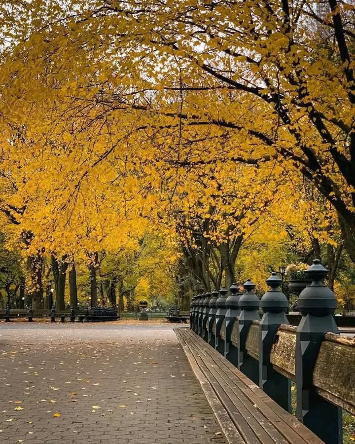 Central Park autumn New York (photo 3 of 4)