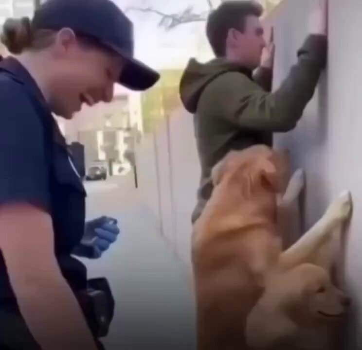dogs mimicking police stop