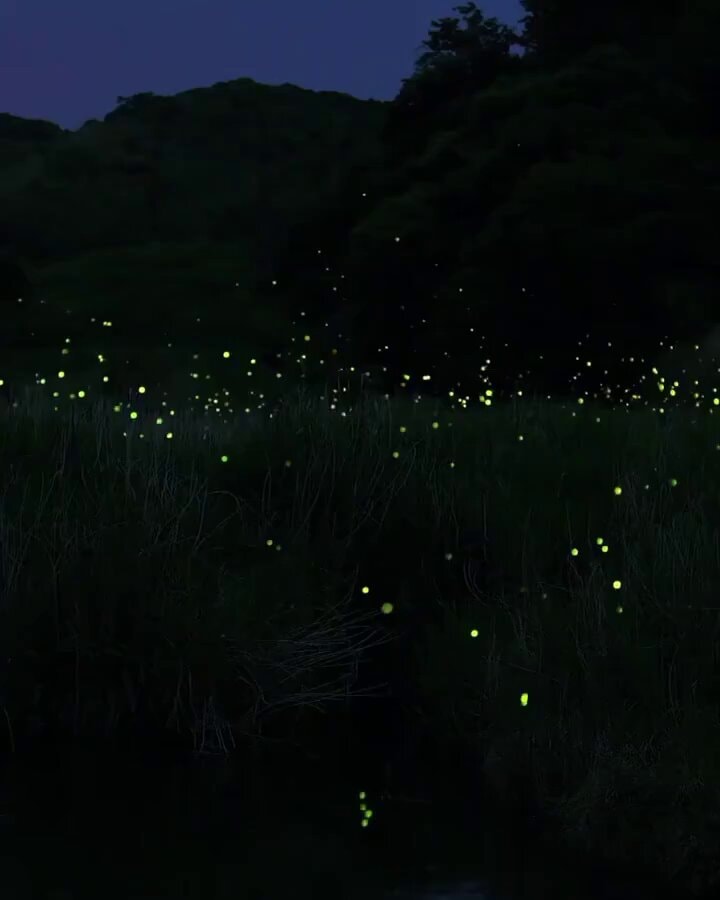 Fireflies at night