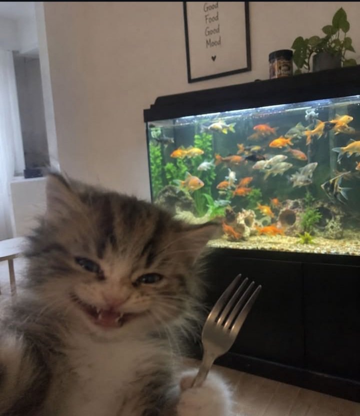 Good Food Good Mood kitten