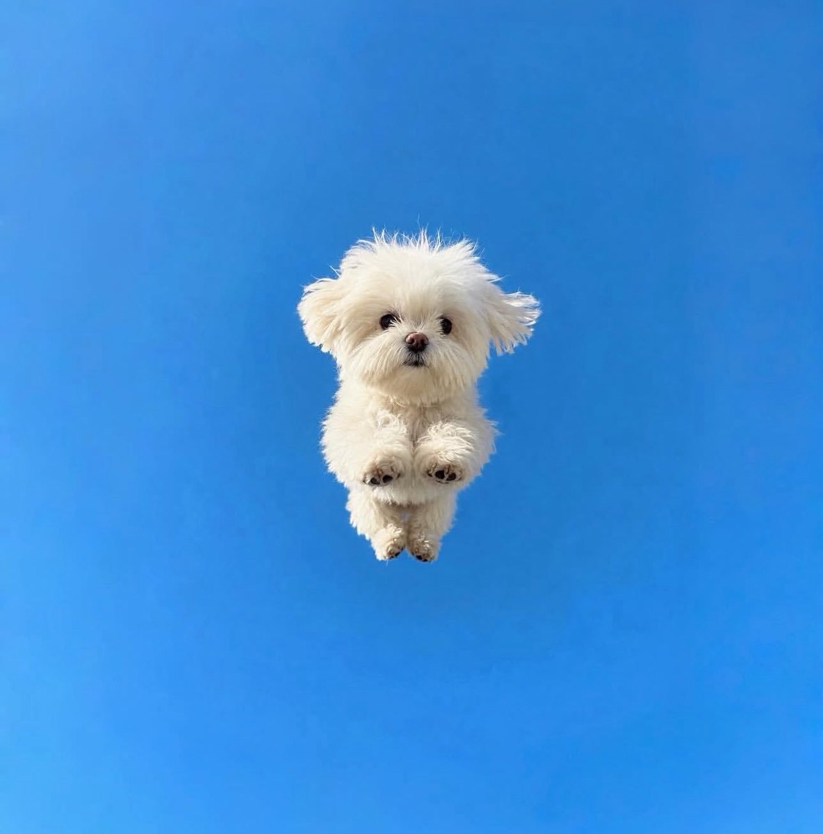 Floating white dog in blue sky (photo 3 of 4)