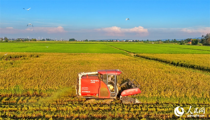 Jiangxi Chaisang harvest season