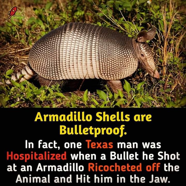 Armadillo shell bulletproof ricochet