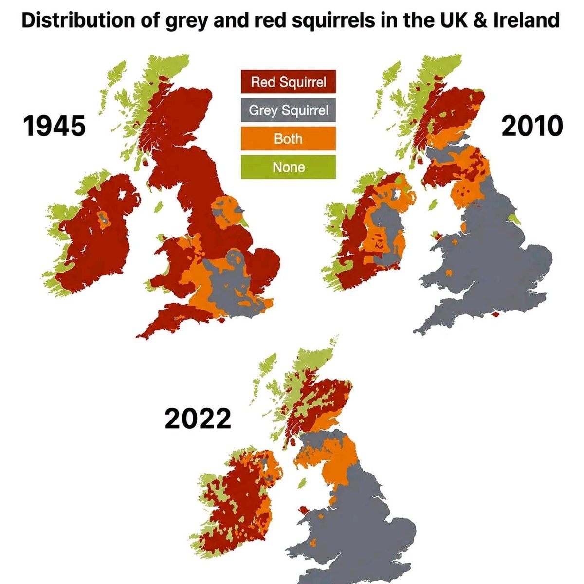 grey and red squirrels UK Ireland distribution