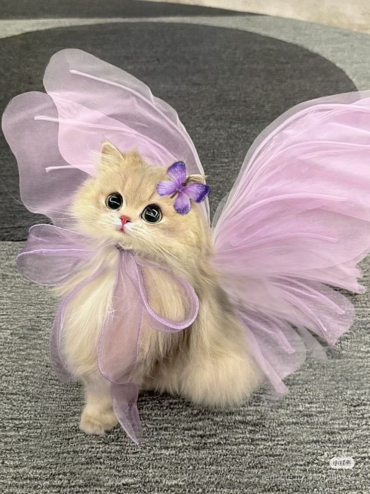 Cat in lavender tulle butterfly wings (photo 2 of 2)