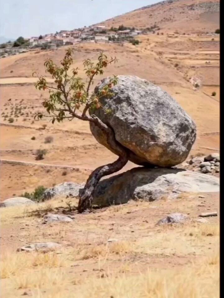 Tree growing around a boulder
