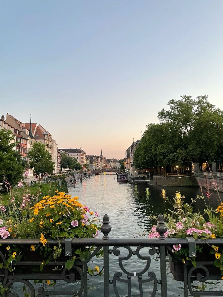 Strasbourg France swans (photo 3 of 4)