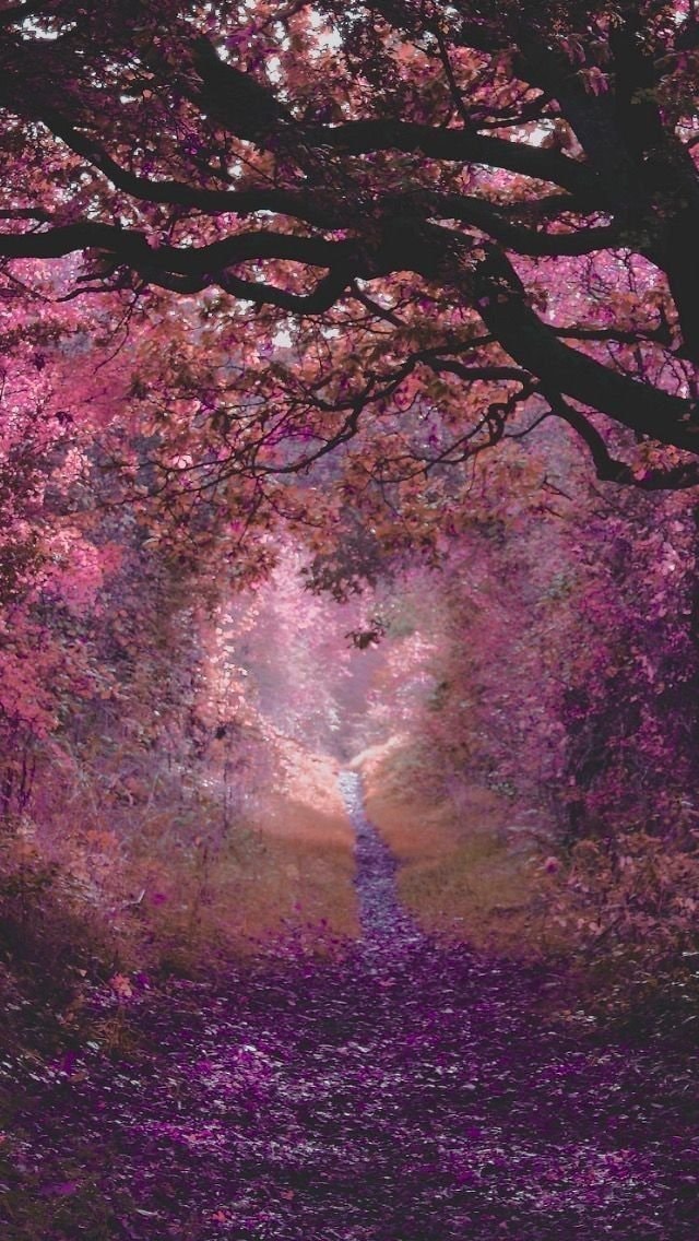 Enchanted forest scene (photo 2 of 2)